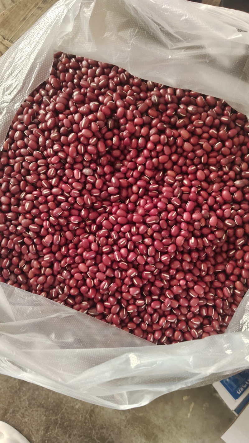 东北红小豆吉林红小豆