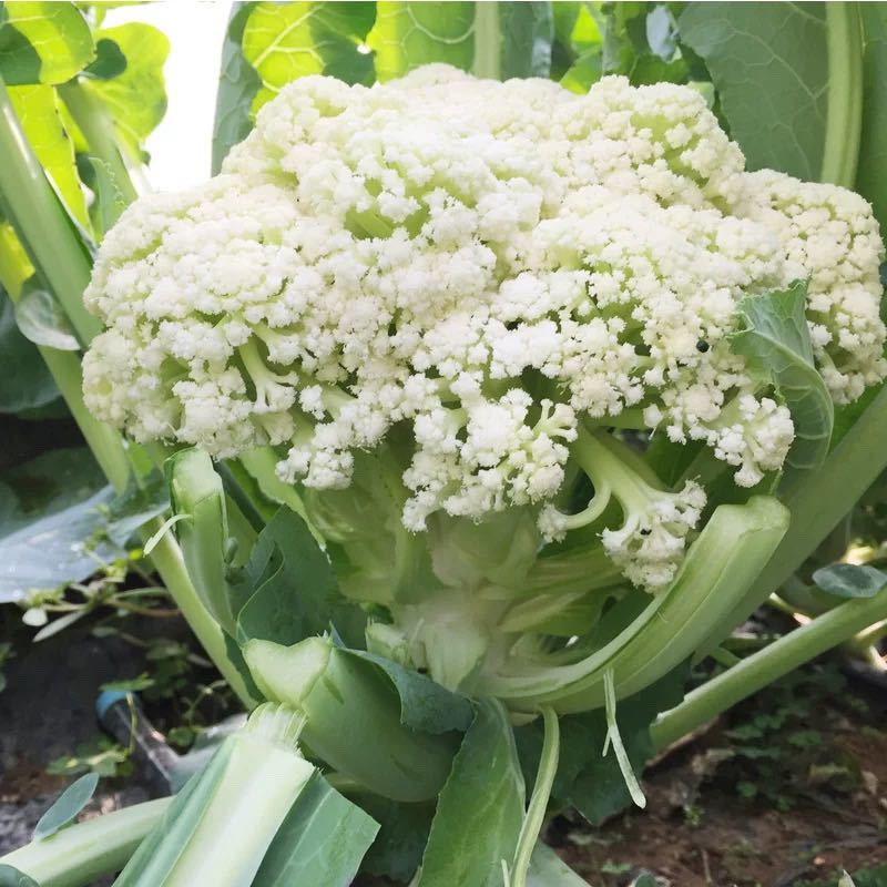 云南农家现摘新鲜花菜松花菜菜花散菜花花菜花椰菜花白花