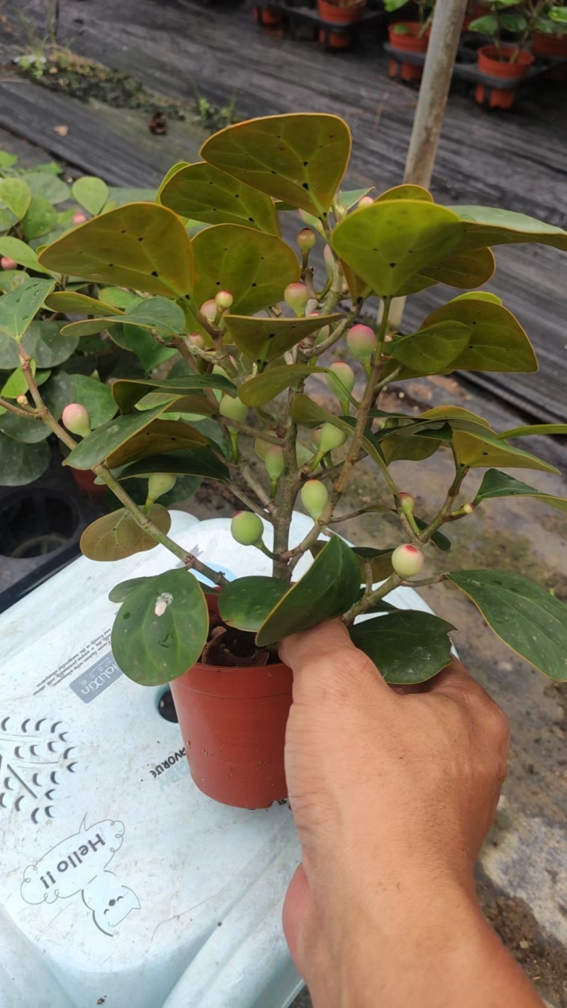 菩提
