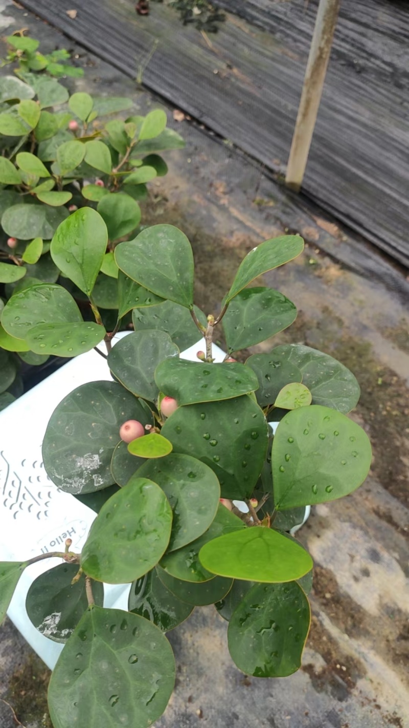 菩提