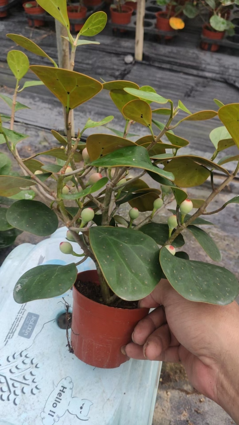 菩提