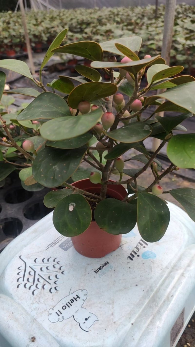 菩提