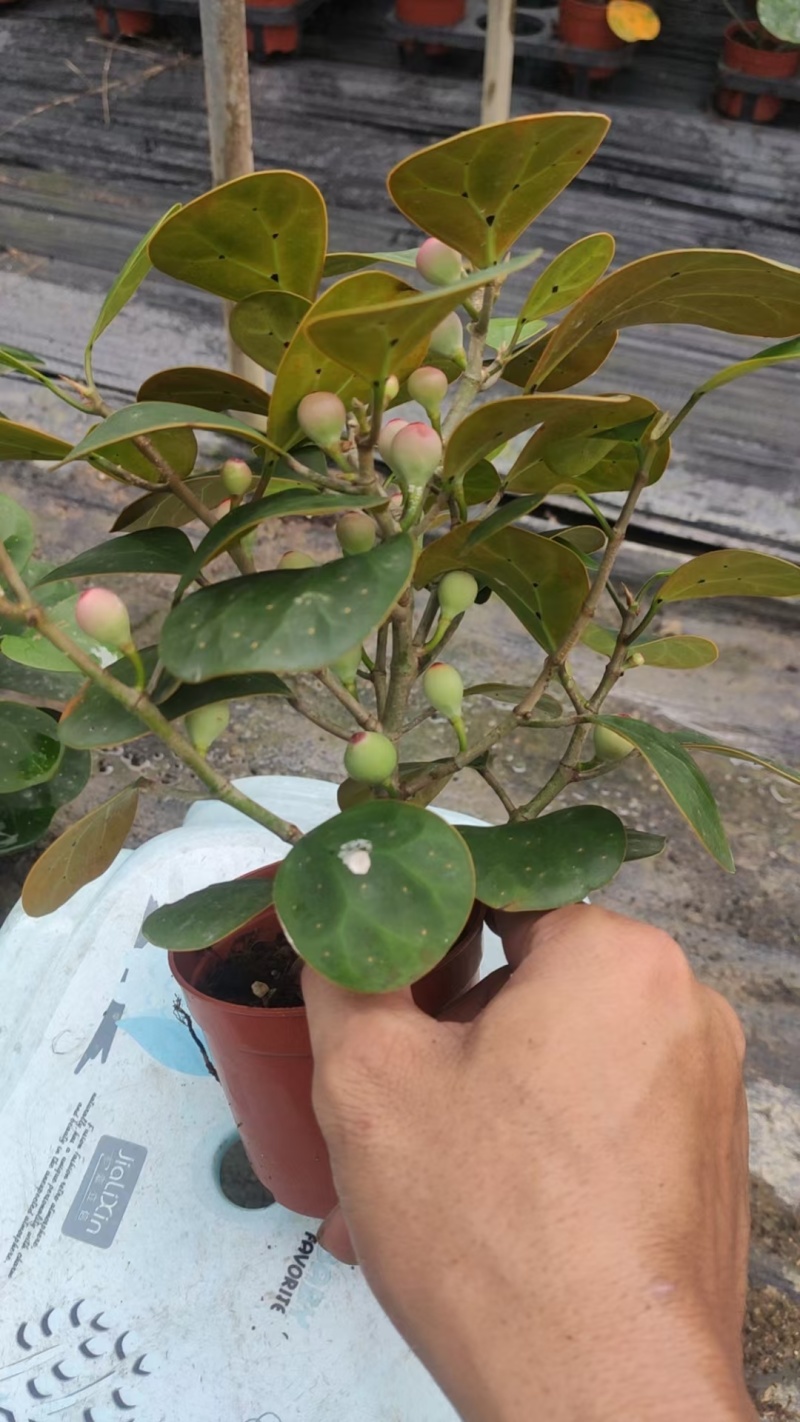 菩提