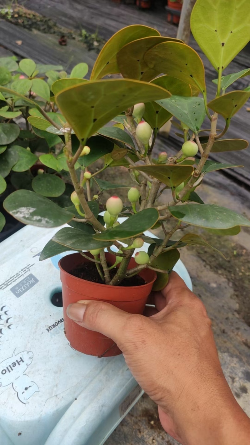 菩提