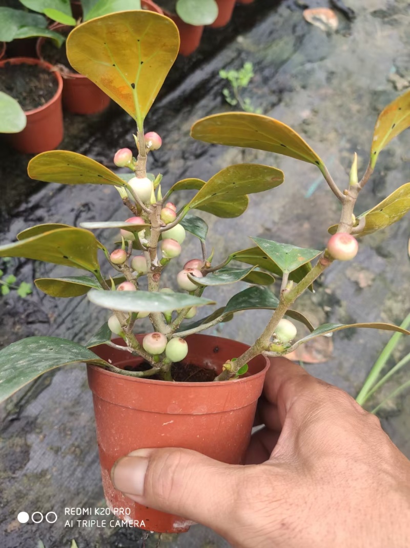 菩提