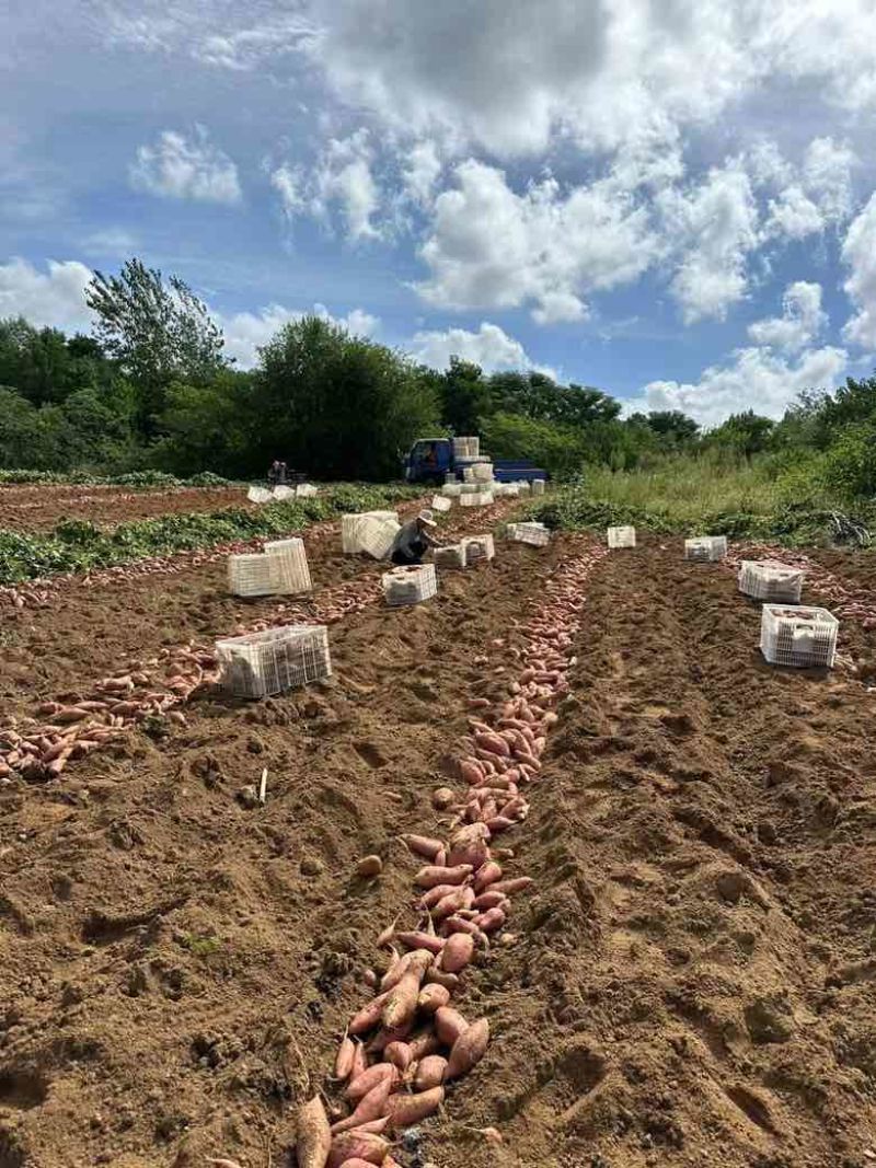 新烟薯25上市，现挖现发都是岭地种植质量有保障，烤地瓜**