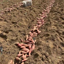 新烟薯25上市，现挖现发都是岭地种植质量有保障，烤地瓜**