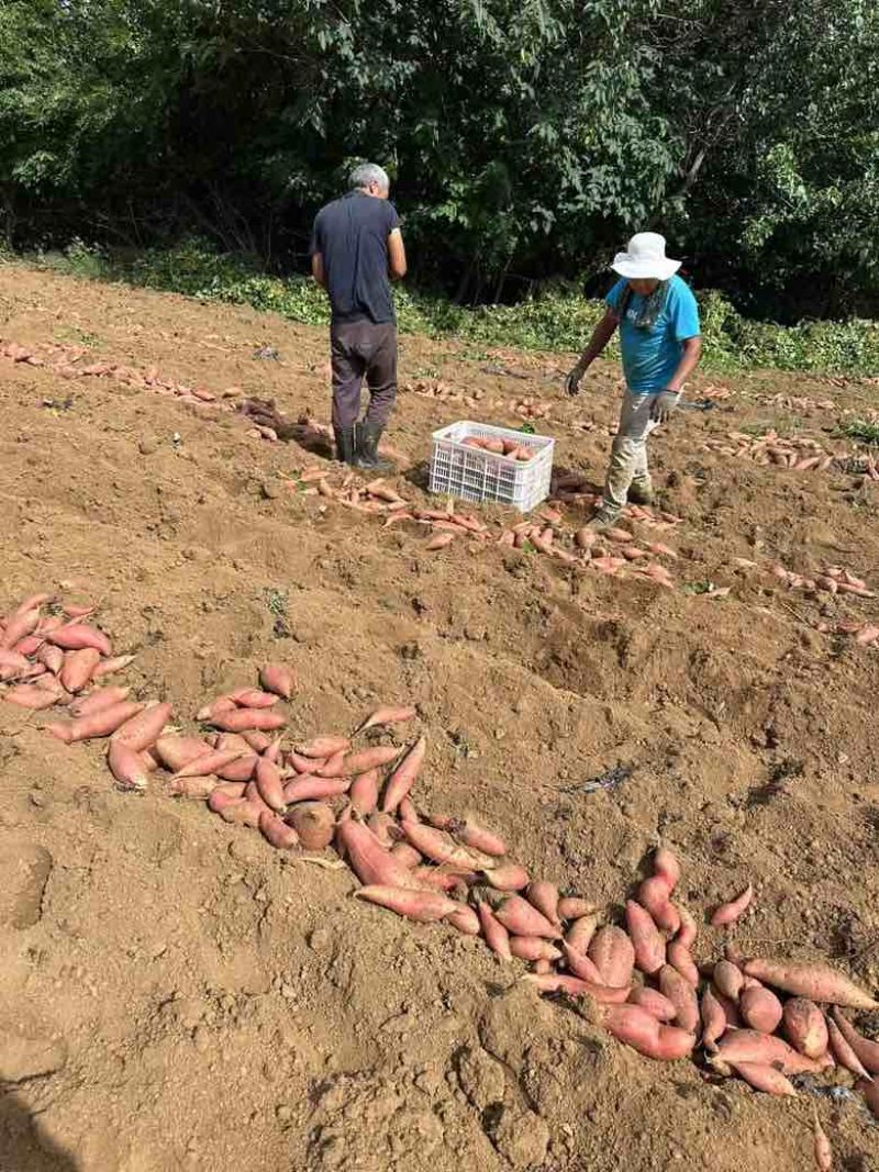 新烟薯25上市，现挖现发都是岭地种植质量有保障，烤地瓜**