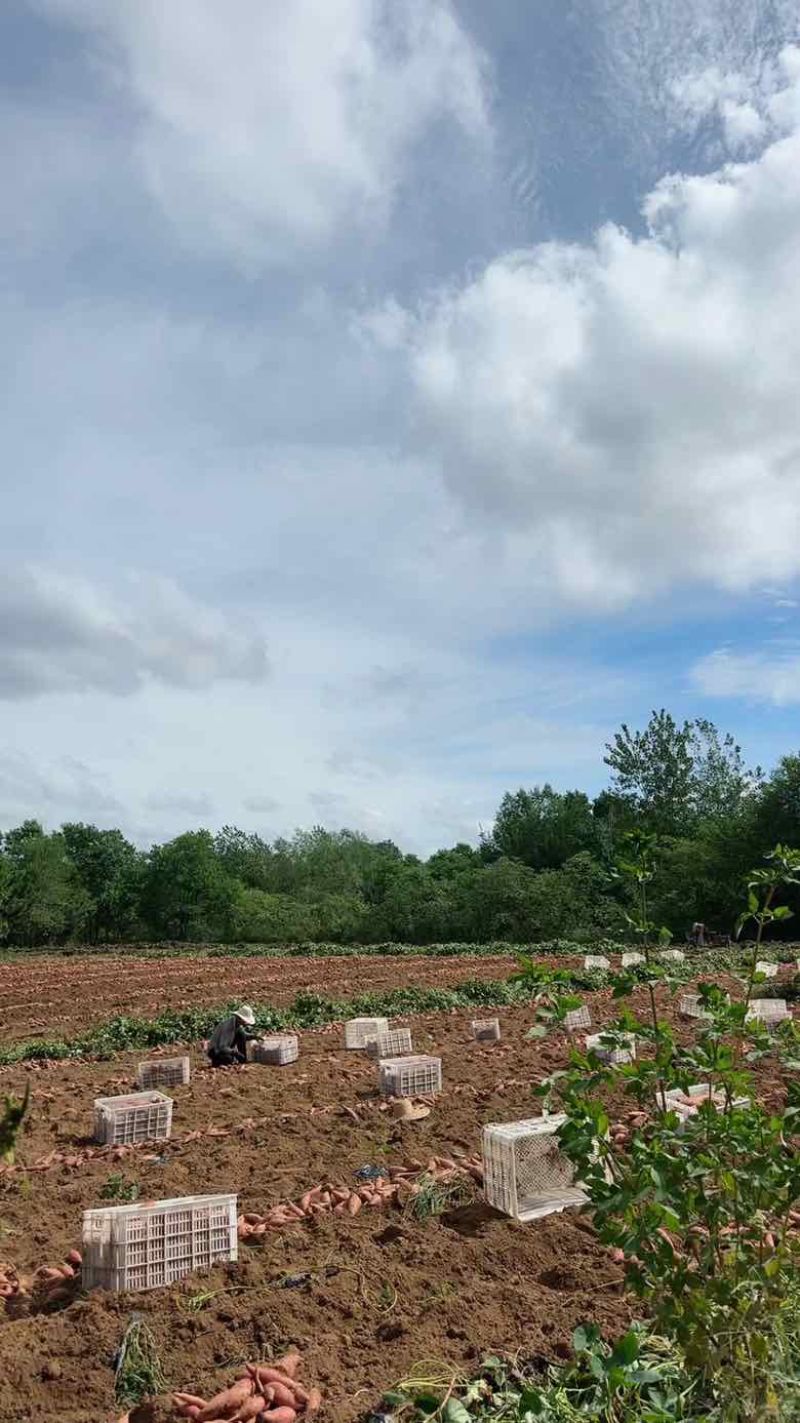 新烟薯25上市，现挖现发都是岭地种植质量有保障，烤地瓜**