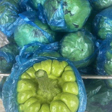 姜饼瓜精品