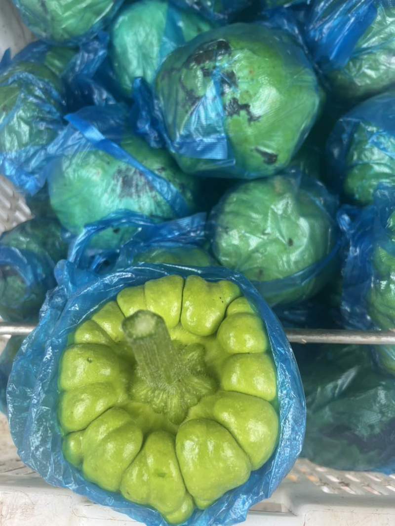 姜饼瓜精品
