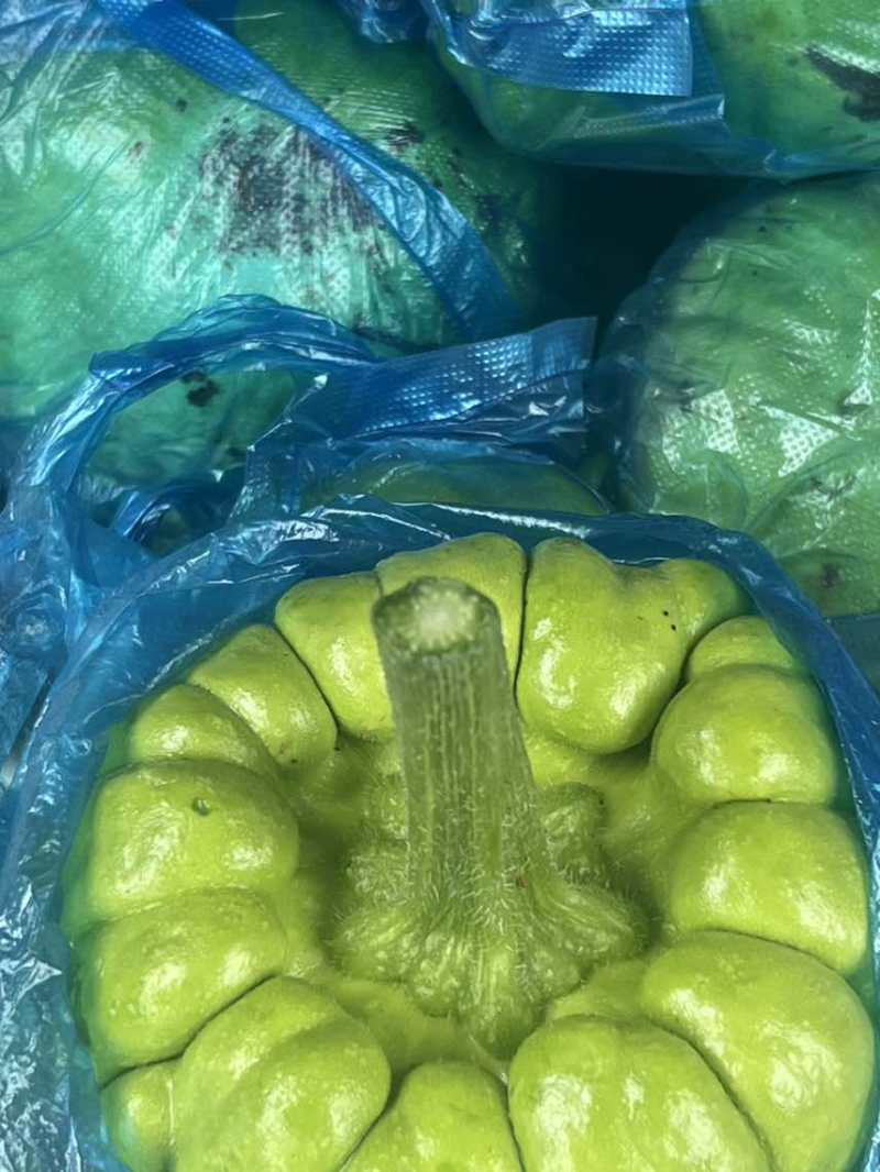 姜饼瓜精品