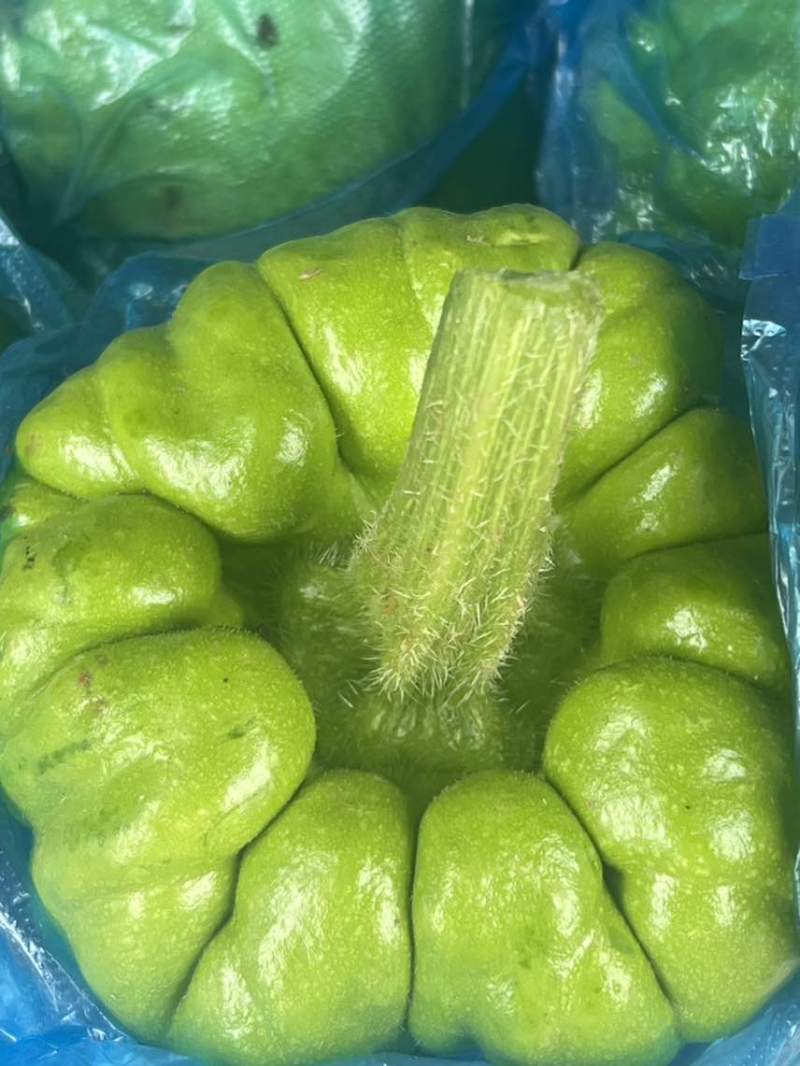 姜饼瓜精品
