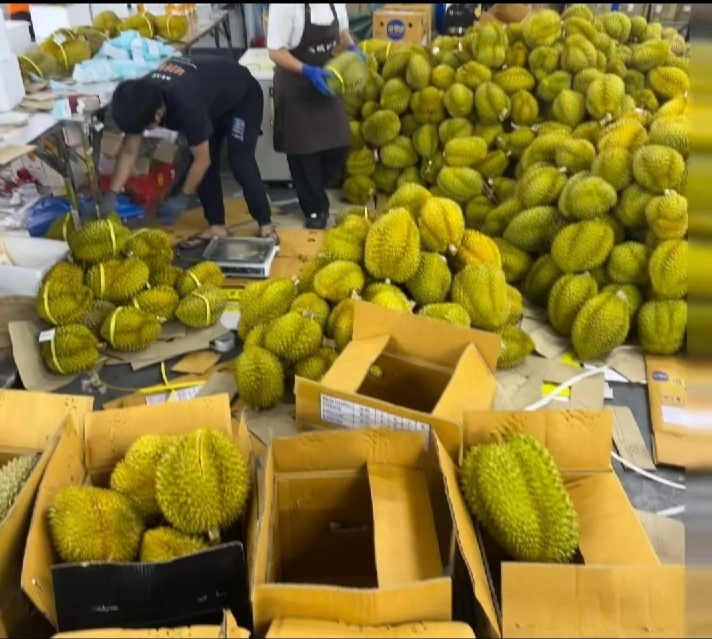 树熟金枕头榴莲果园田间管理场景