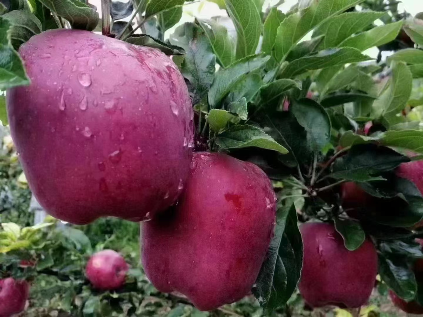花牛苹果特写