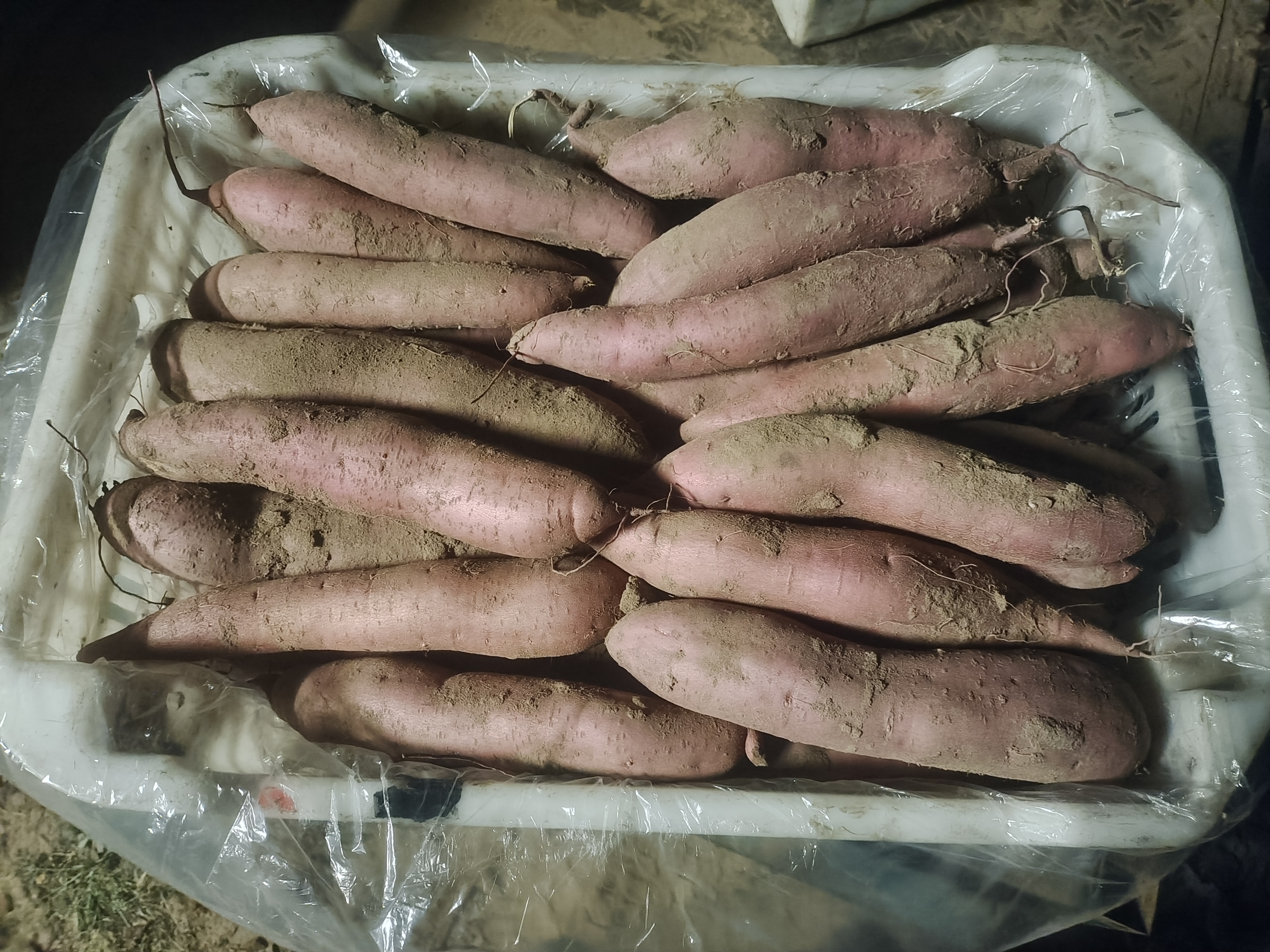 烤红薯在冰箱中保存