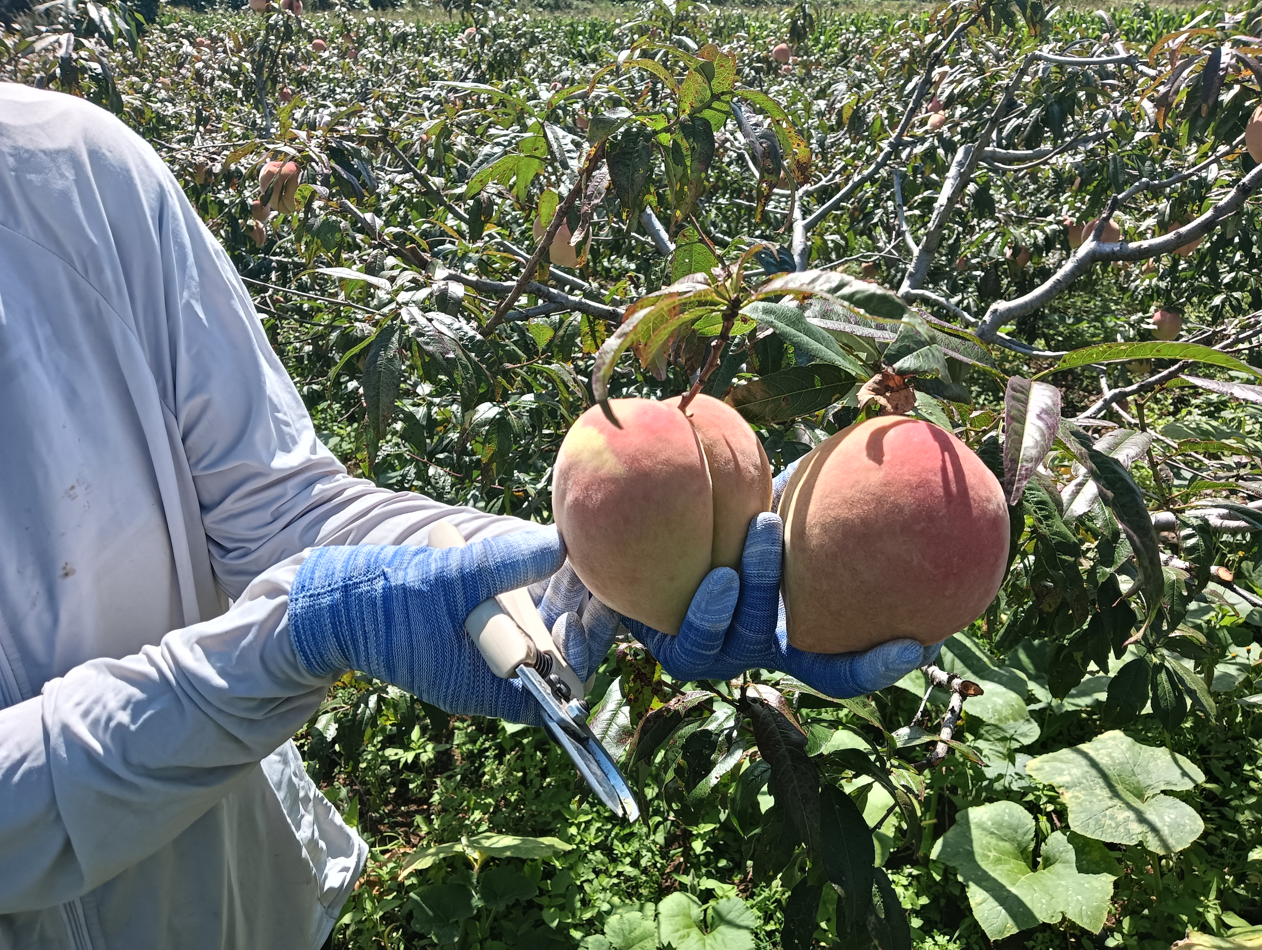 迎雪冬桃采摘场景