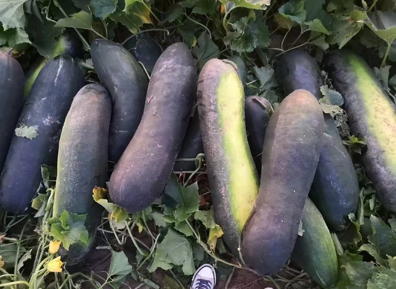 展示完整的黑皮冬瓜,突出其深色外皮与内部果肉的对比 冬瓜皮与冬瓜整体图