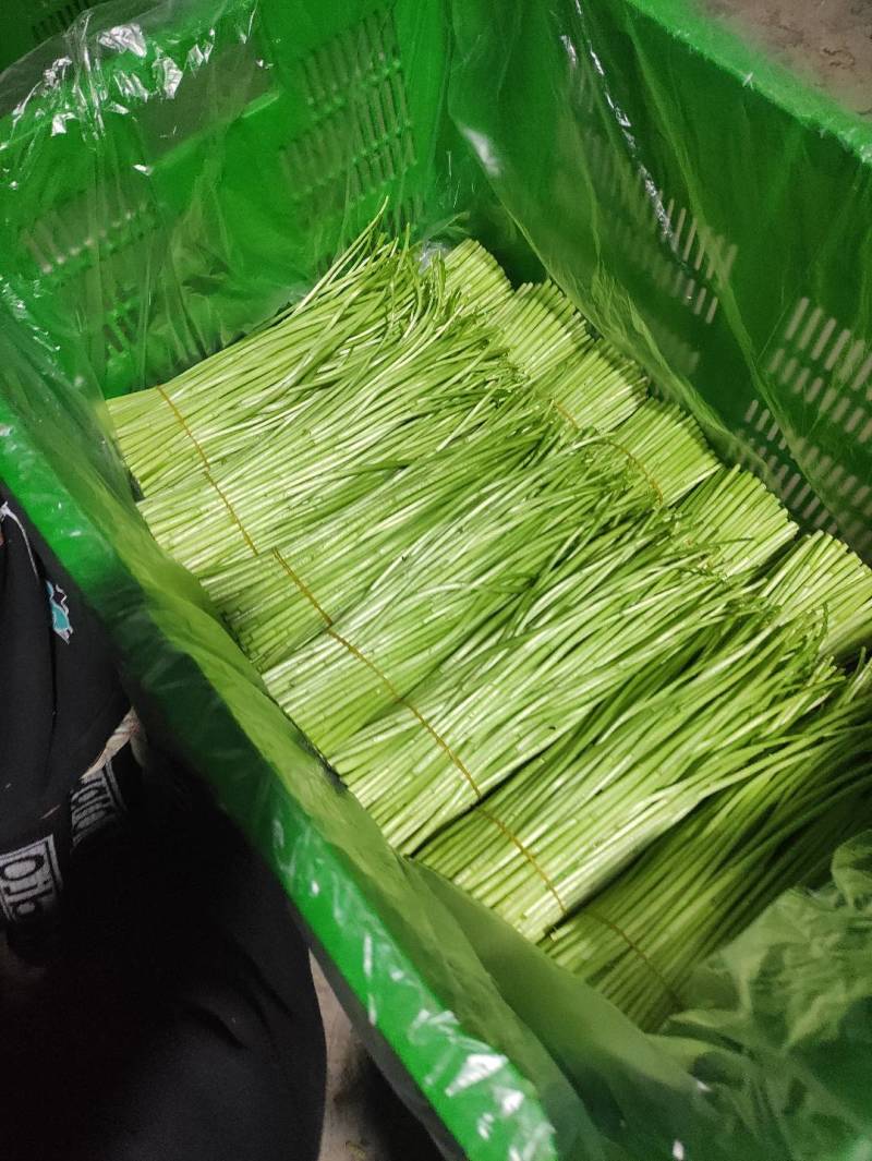 云南精品藜蒿