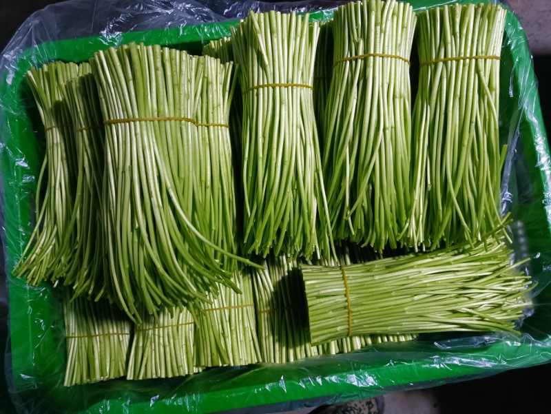 云南精品藜蒿