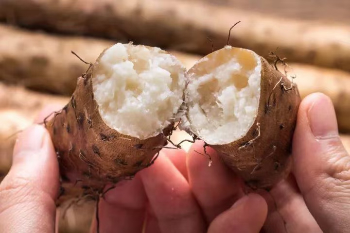 铁棍山药切面图