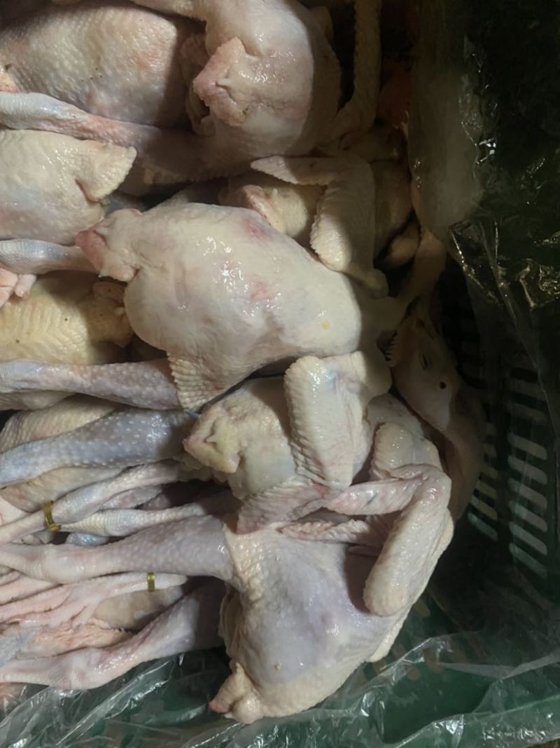 冰鲜三黄鸡长期有货，