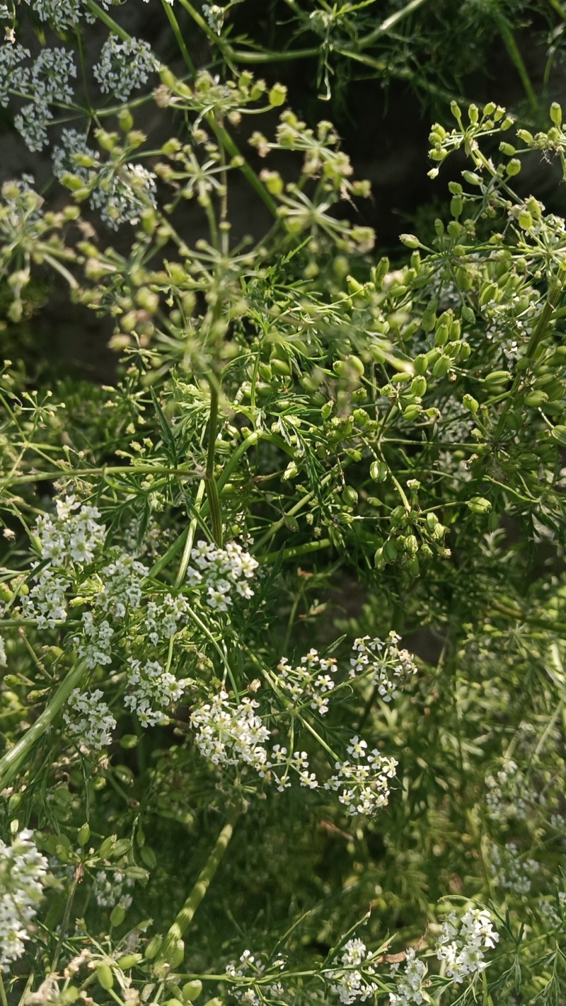 出售自家种植的南沙参种子
