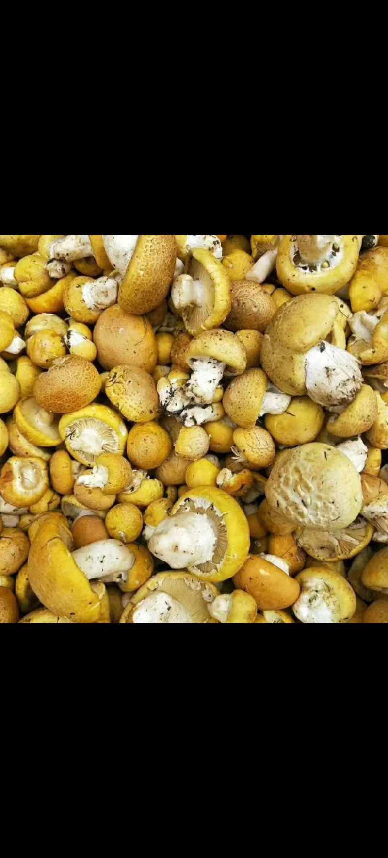 青藏高原野生菌——黄蘑菇