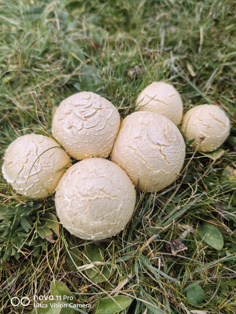 青藏高原野生菌——黄蘑菇