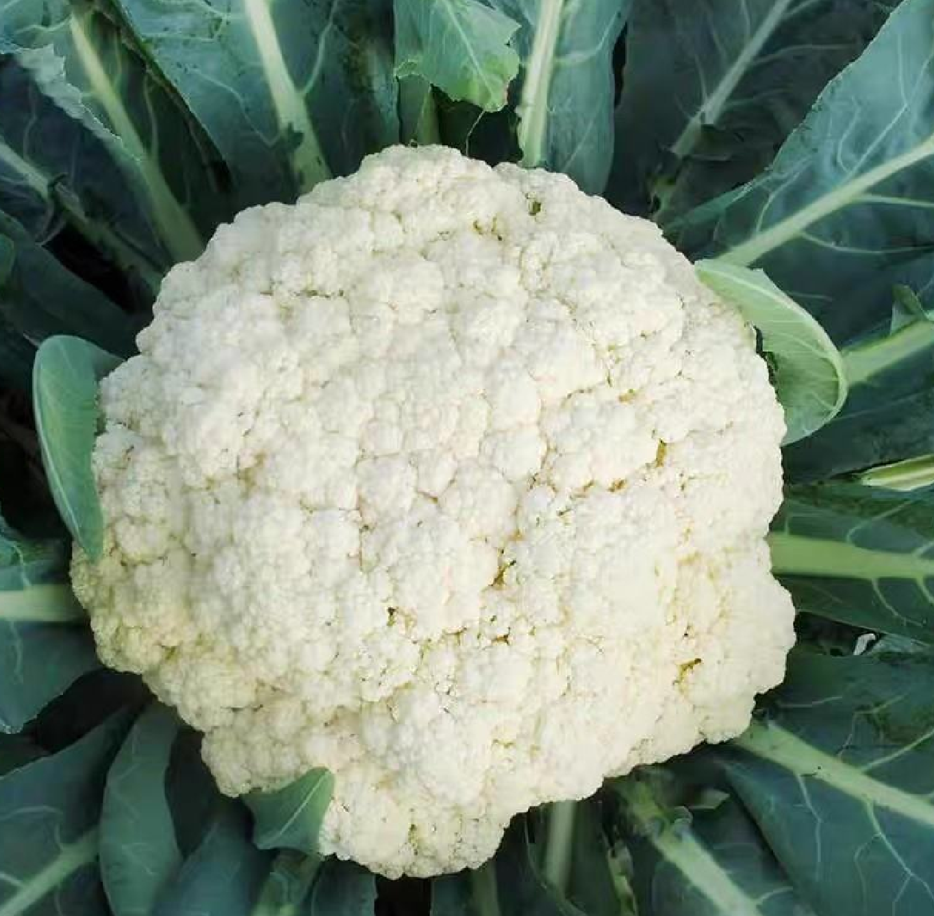 白花菜花与绿色菜花对比图