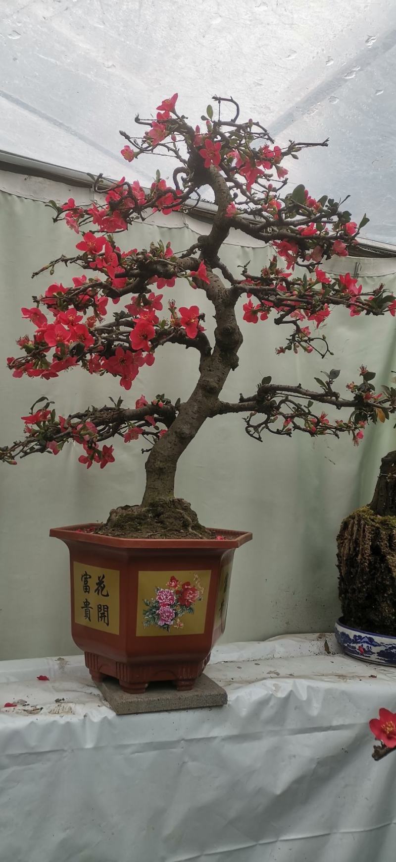 四川金弹子