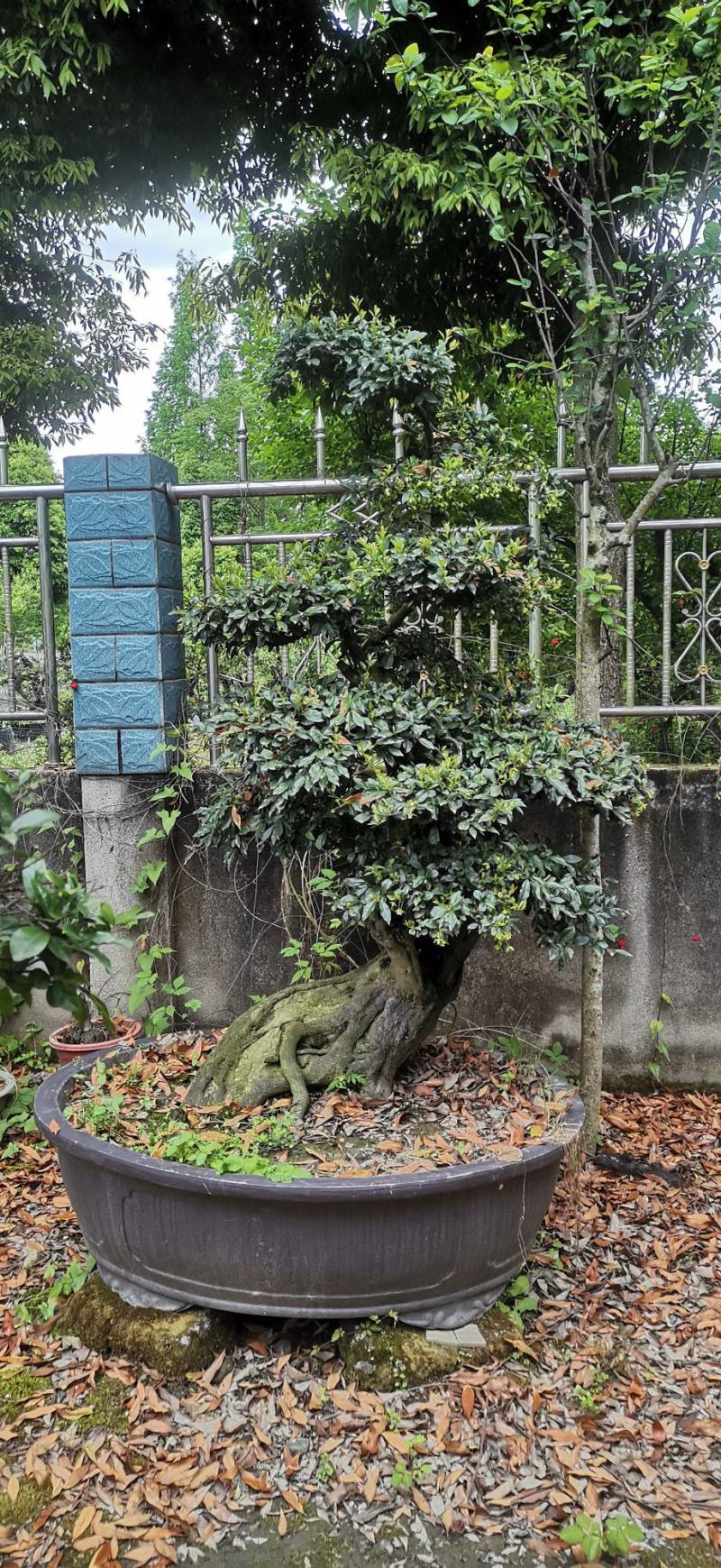 四川金弹子