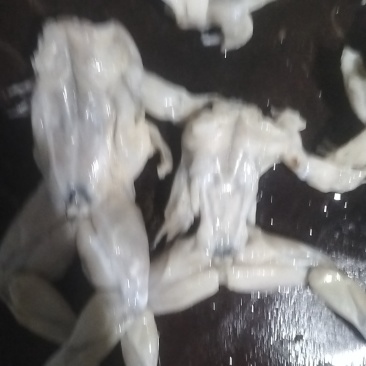 现杀冷冻牛蛙