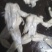 现杀冷冻牛蛙