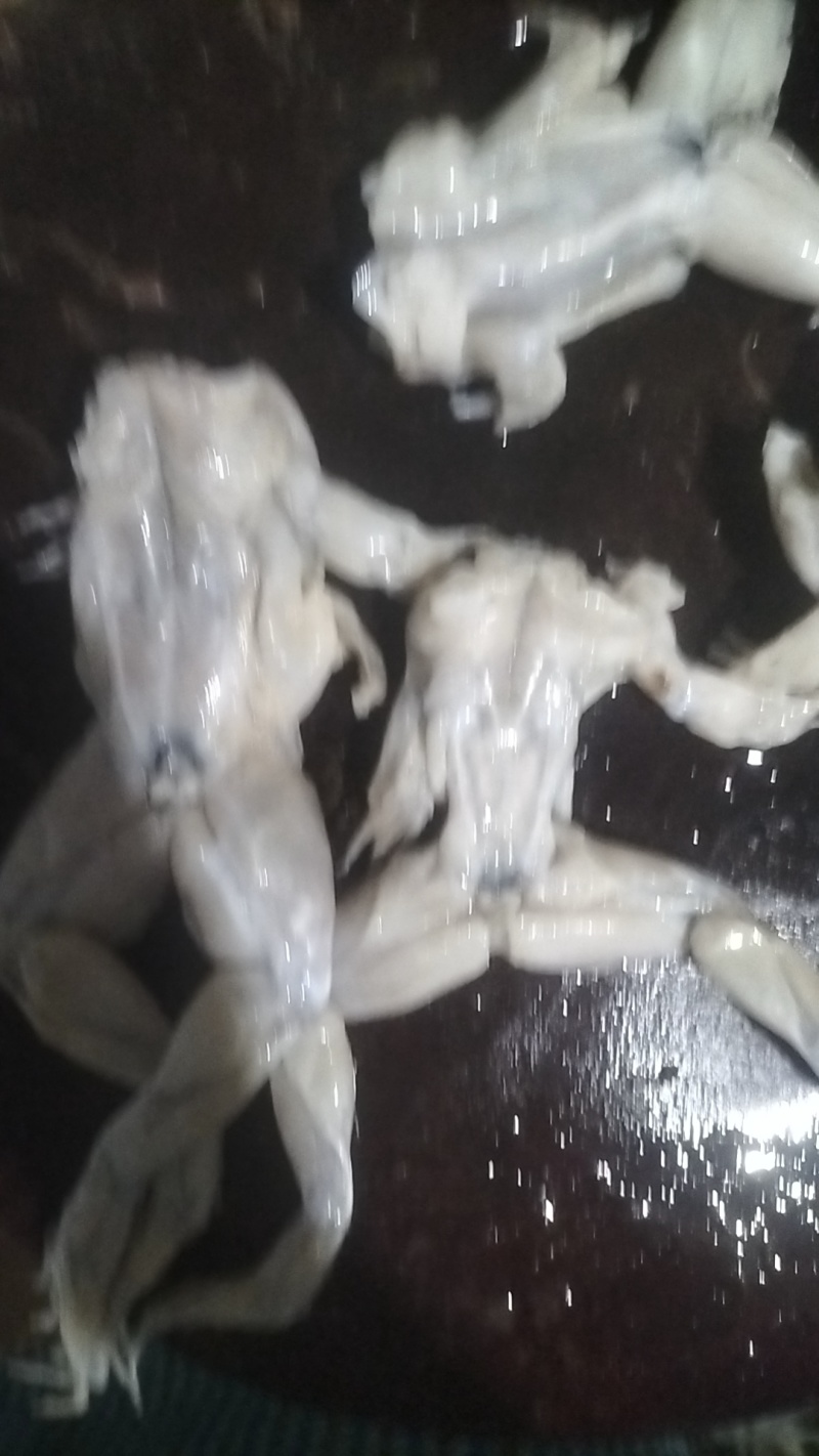 现杀冷冻牛蛙