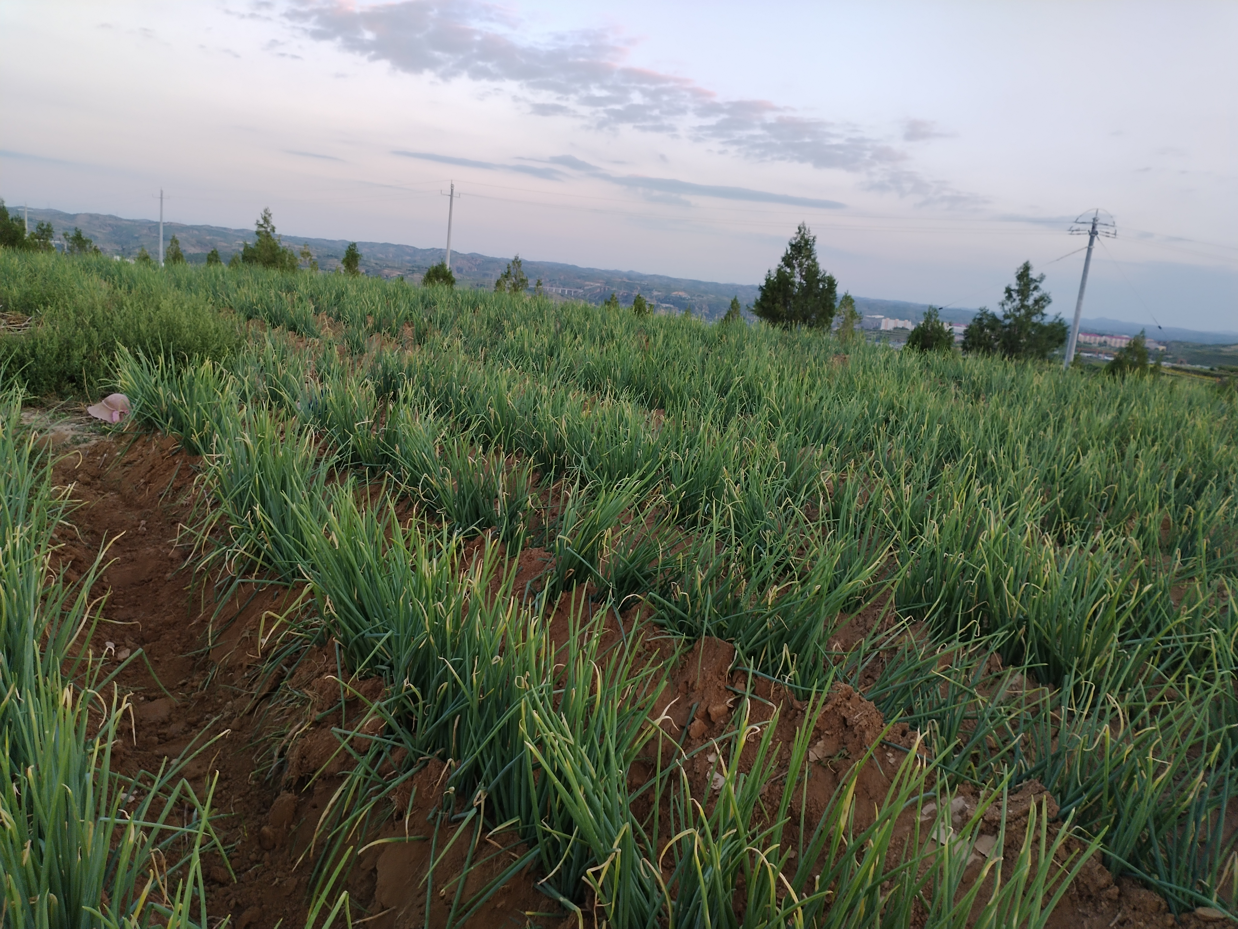 春季露地小葱丰收场景