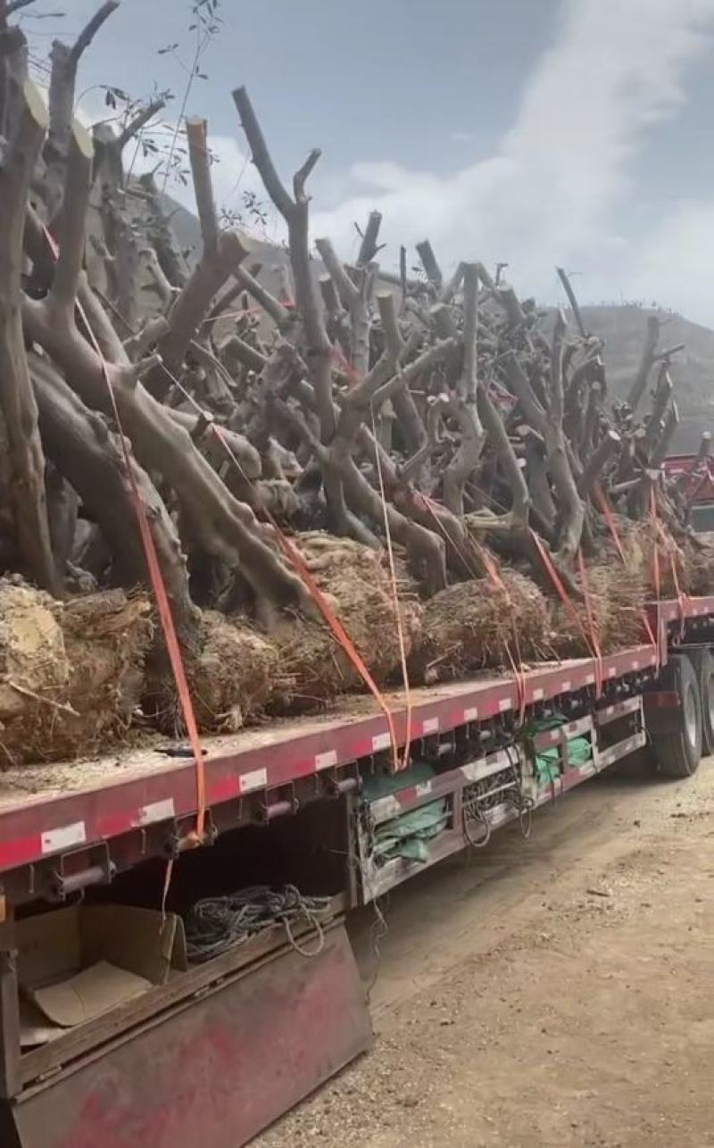 油橄榄树