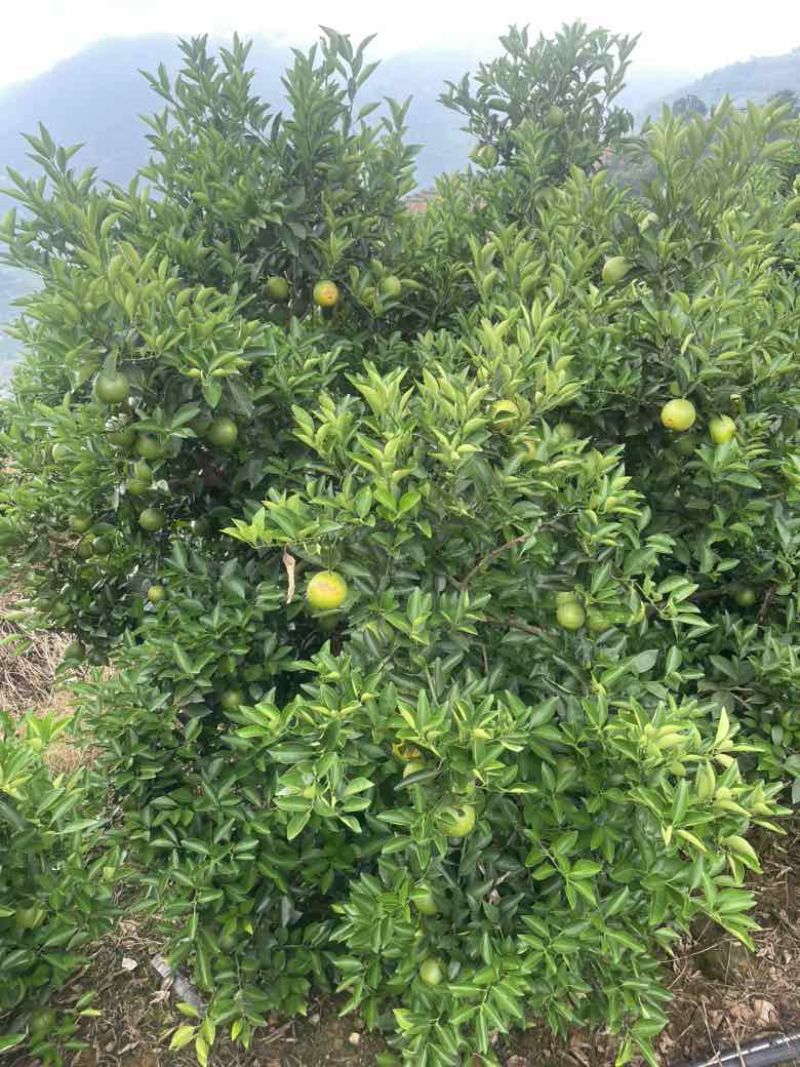 哀牢山冰糖橙，云南冰糖橙，褚橙冰糖橙之乡、玉溪橙子