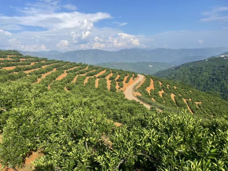 哀牢山冰糖橙，云南冰糖橙，褚橙冰糖橙之乡、玉溪橙子