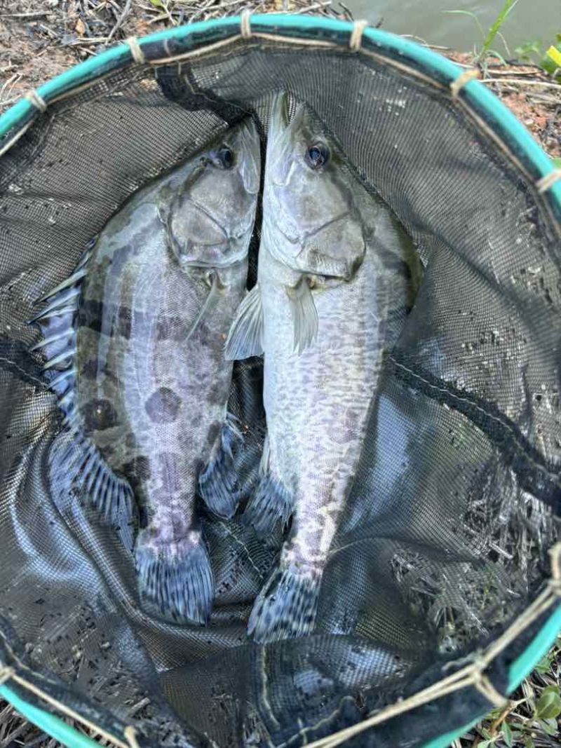 鳜鱼