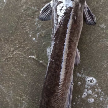 荆州本地胡子鱼