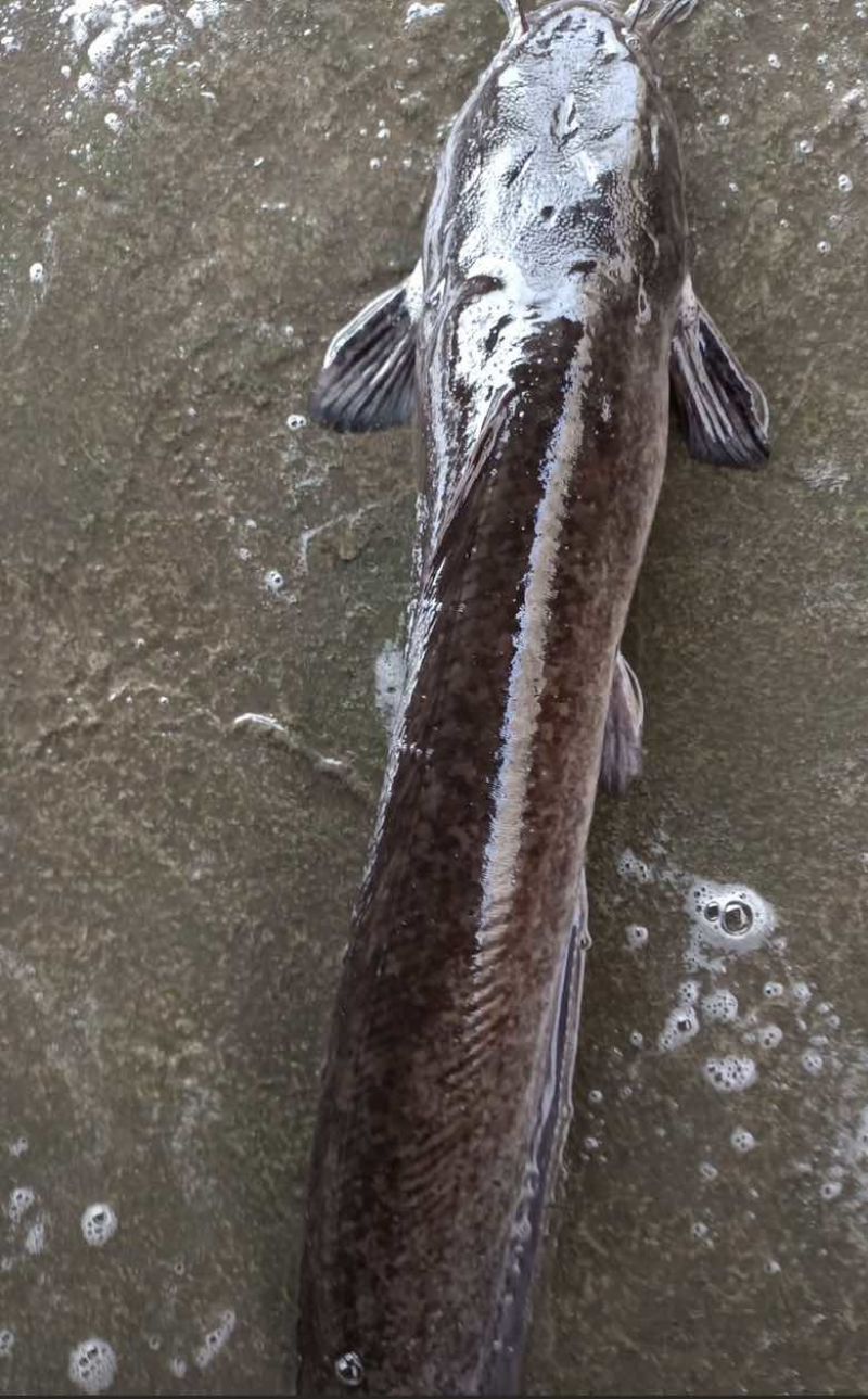 荆州本地胡子鱼