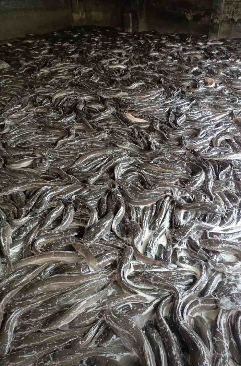 荆州本地胡子鱼