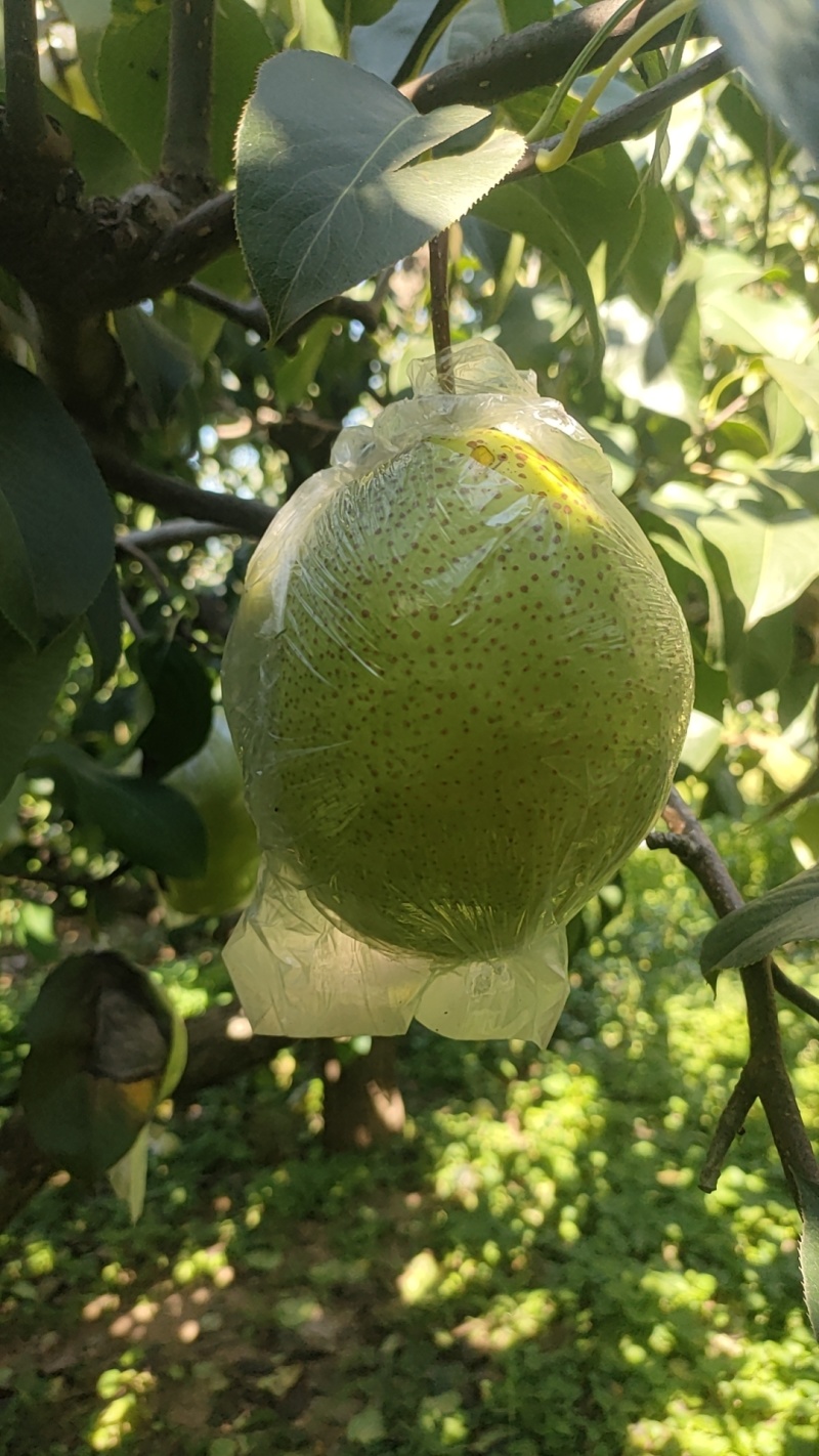 雪花梨