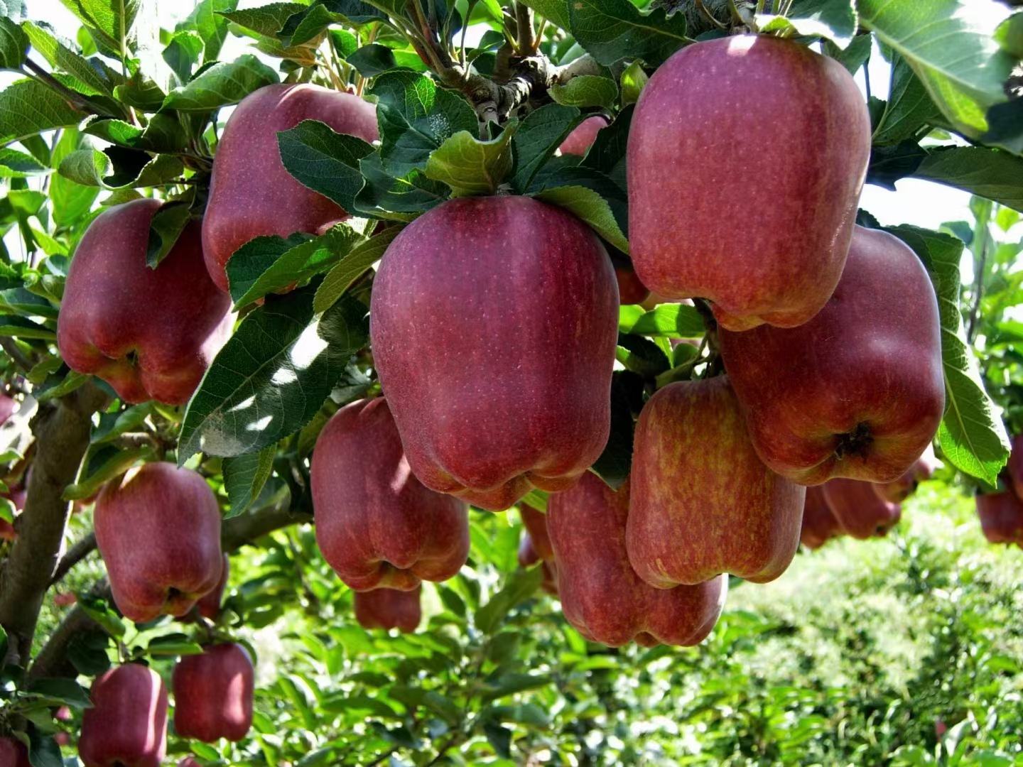 广阔的花牛苹果种植园,满树红黄相间的果实挂满枝头,呈现出丰收的景象 甘肃花牛苹果果园全景