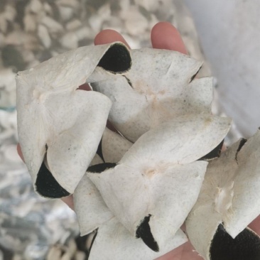 产地直发，量大价格从优