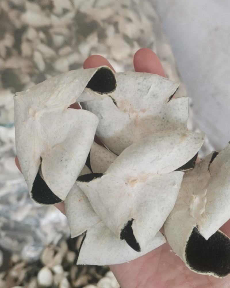 产地直发，量大价格从优