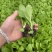 东阳50白菜苗