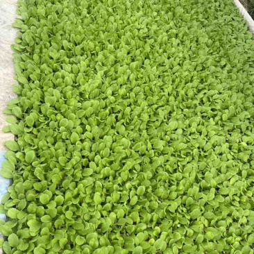 东阳50白菜苗