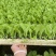 东阳50白菜苗